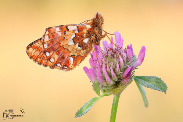  Hochmoor-Perlmuttfalter (Boloria aquilonaris)