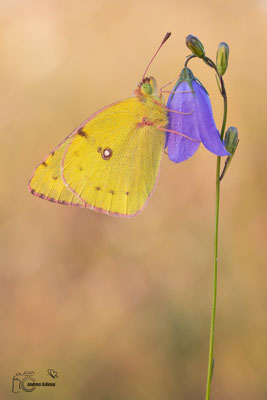 Goldene Acht (Colias hyale)