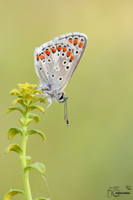 Kleiner Sonnenröschen Bläuling (Aricia agestis)