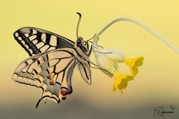 Schwalbenschwanz (Papilio machaon)