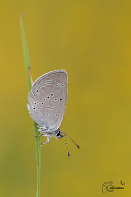 Zwergbläuling (Cupido minimus)