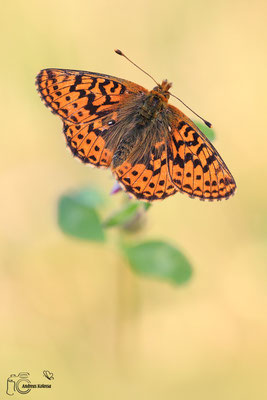  Hochmoor-Perlmuttfalter (Boloria aquilonaris)