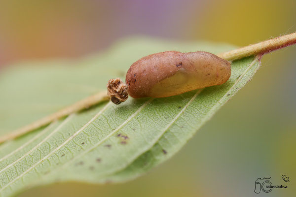 Faulbaum-Bläuling (Celastrina argiolus)