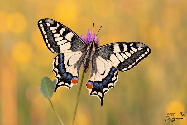 Schwalbenschwanz (Papilio machaon)