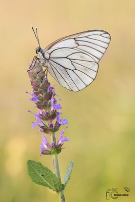 Baumweißling (Aporia crataegi)  