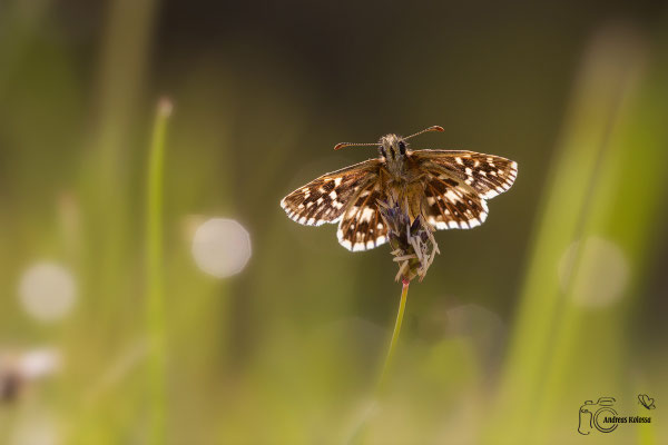 Kleiner Würfel Dickkopffalter  (Pyrgus malvae)