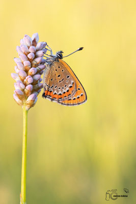 Blauschillernder Feuerfalter  (Lycaena helle)