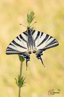 Segelfalter (Iphiclides podalirius)