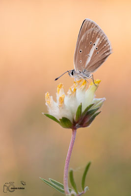 Streifen-Bläuling (Polyommatus damon)