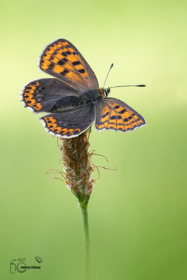 Brauner Feuerfalter (Lycaena tityrus)