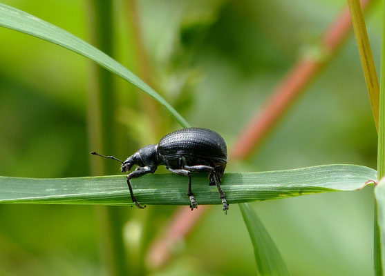 Schwarzer Birkenblattroller