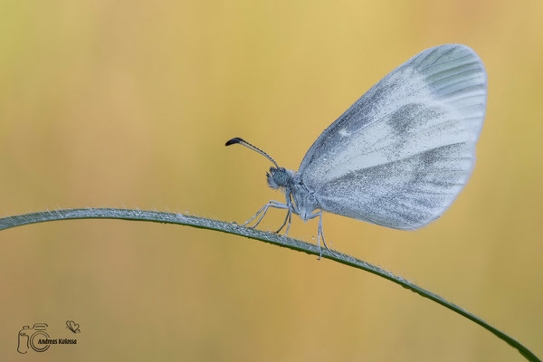 Senfweißling (Leptidea sinapis)