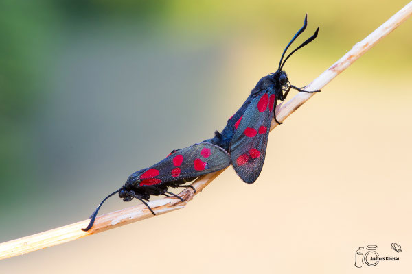 Sechsfleck-Widderchen (Zygaena filipendulae)