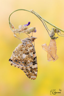 Distelfalter (Vanessa cardui)