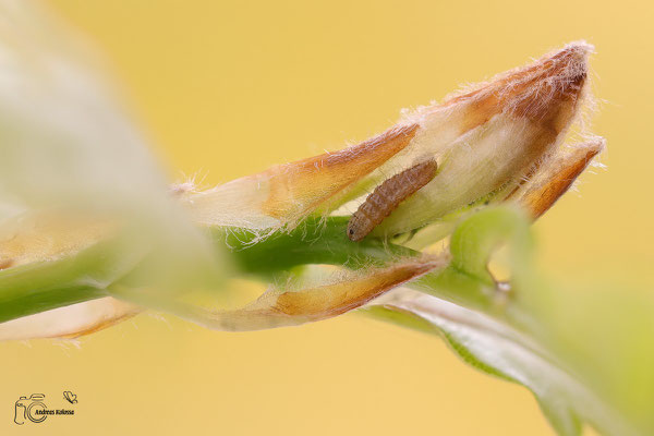 Blauer Eichen Zipfelfalter (Favonius quercus)