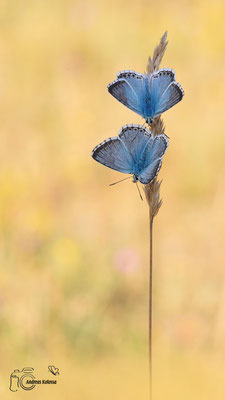 Silbergrüner Bläuling (Polyommatus coridon) mänchen