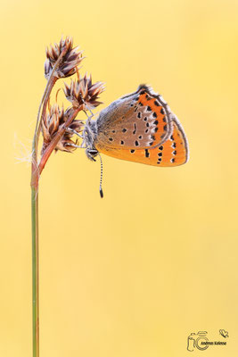 Blauschillernder Feuerfalter  (Lycaena helle)