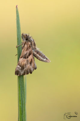 Malven Dickkopffalter (Carcharodus alceae)