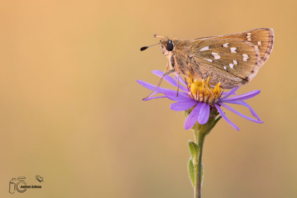 Kommafalter (Hesperia comma)