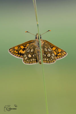 Gelbwürfeliger Dickkopffalter (Carterocephalus palaemon)