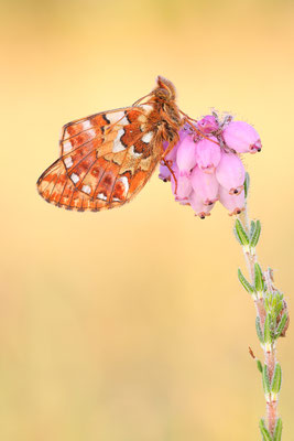  Hochmoor-Perlmuttfalter (Boloria aquilonaris)