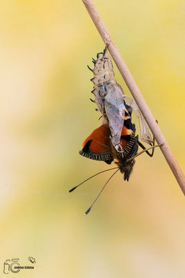 Tagpfauenauge (Aglais io)