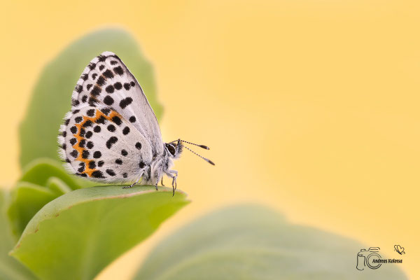 Fetthennen-Bläuling (Scolitantides orion)