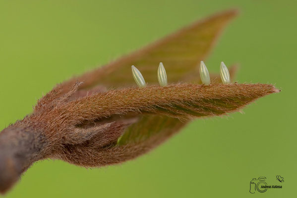 Zitronenfalter (Gonepteryx rhamni)