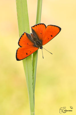 Großer Feuerfalter (Lycaena dispar)