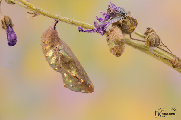 Distelfalter (Vanessa cardui) 