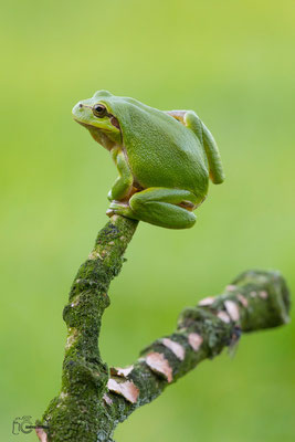 Europäischer Laubfrosch