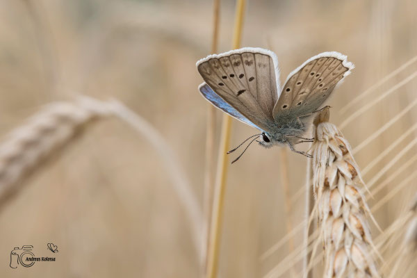 Zahnflügelbläuling (Polyommatus daphnis)