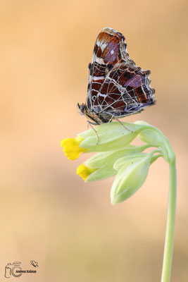 Landkärtchen (Araschnia levana)