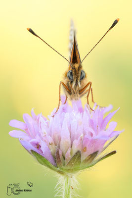 Braunfleckiger Perlmuttfalter  (Boloria selene)