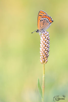Blauschillernder Feuerfalter  (Lycaena helle)