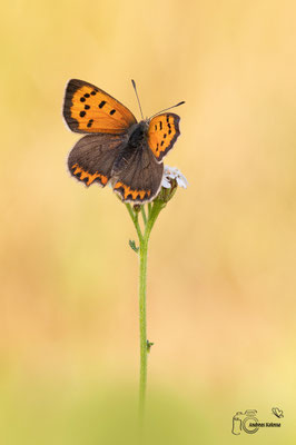 Kleiner Feuerfalter (Lycaena phlaeas)