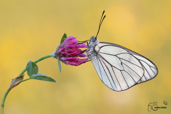 Baumweißling (Aporia crataegi)