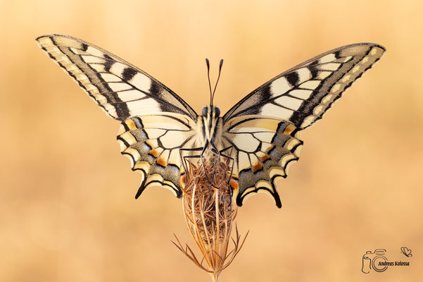 Schwalbenschwanz (Papilio machaon) 