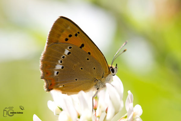 Dukatenfalter (Lycaena virgaureae)