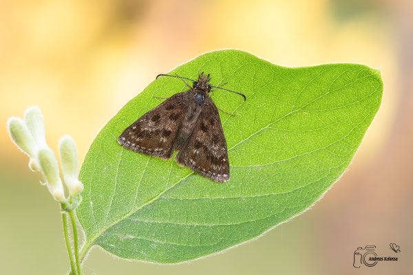 Kronwicken Dickkopffalter (Erynnis tages)