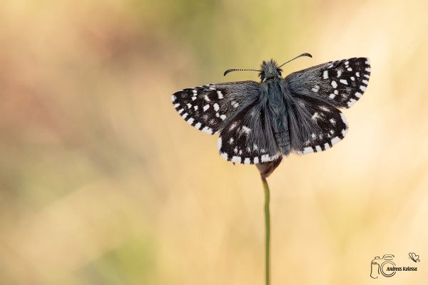 Kleiner Würfel Dickkopffalter  (Pyrgus malvae)
