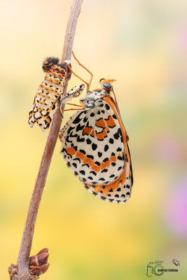 Roter Scheckenfalter (Melitaea didyma)
