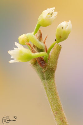 Faulbaum-Bläuling (Celastrina argiolus) 