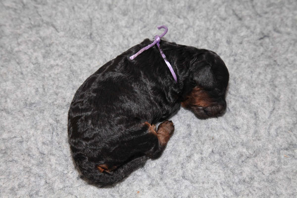 Hündin, 434g (Fotos vom 03.10.2019)