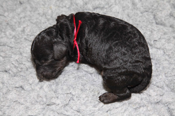 Rüde, 415g