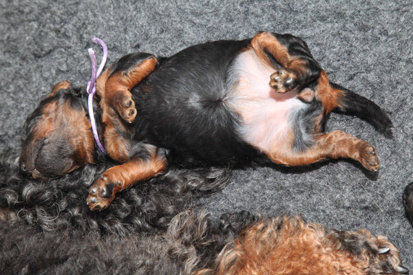 gut gefüllter Bauch!