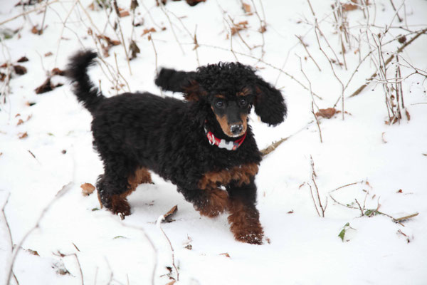Cherry liebt den Schnee,