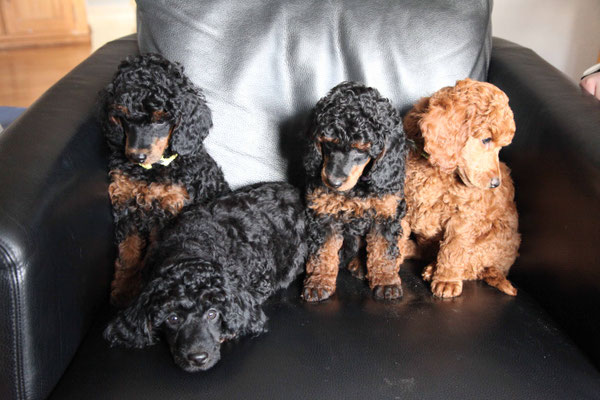 Fotoshooting ist mit müden Hunden fast so schwierig wie mit aktiven.