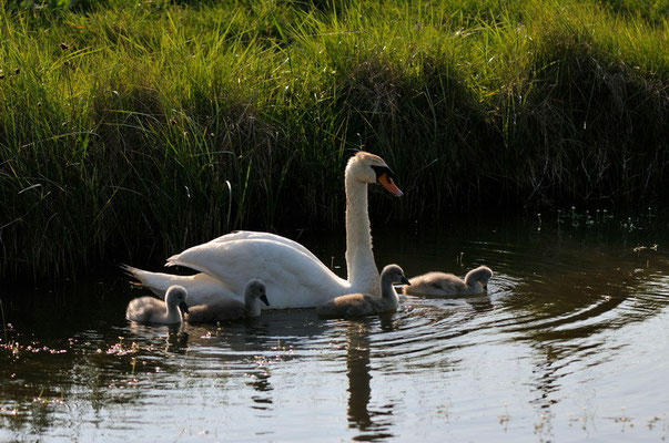 Cygne tuberculé - Ile d'Oléron - 26/04/2011