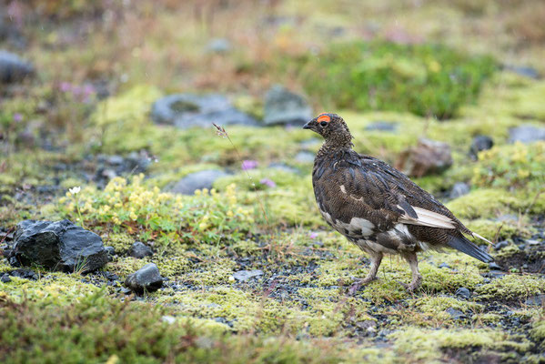 Lagopède alpin ♂ - Islande - 19/07/2014